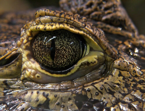 Drew Morrison: Crocodile Tears?